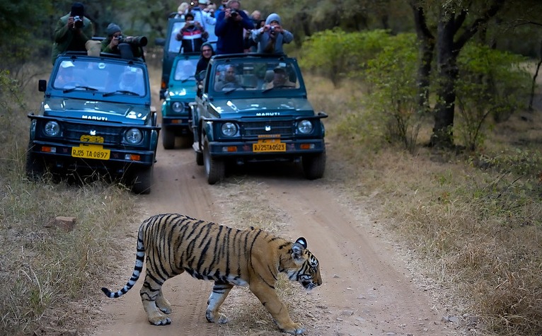 Rajasthan Wild Life